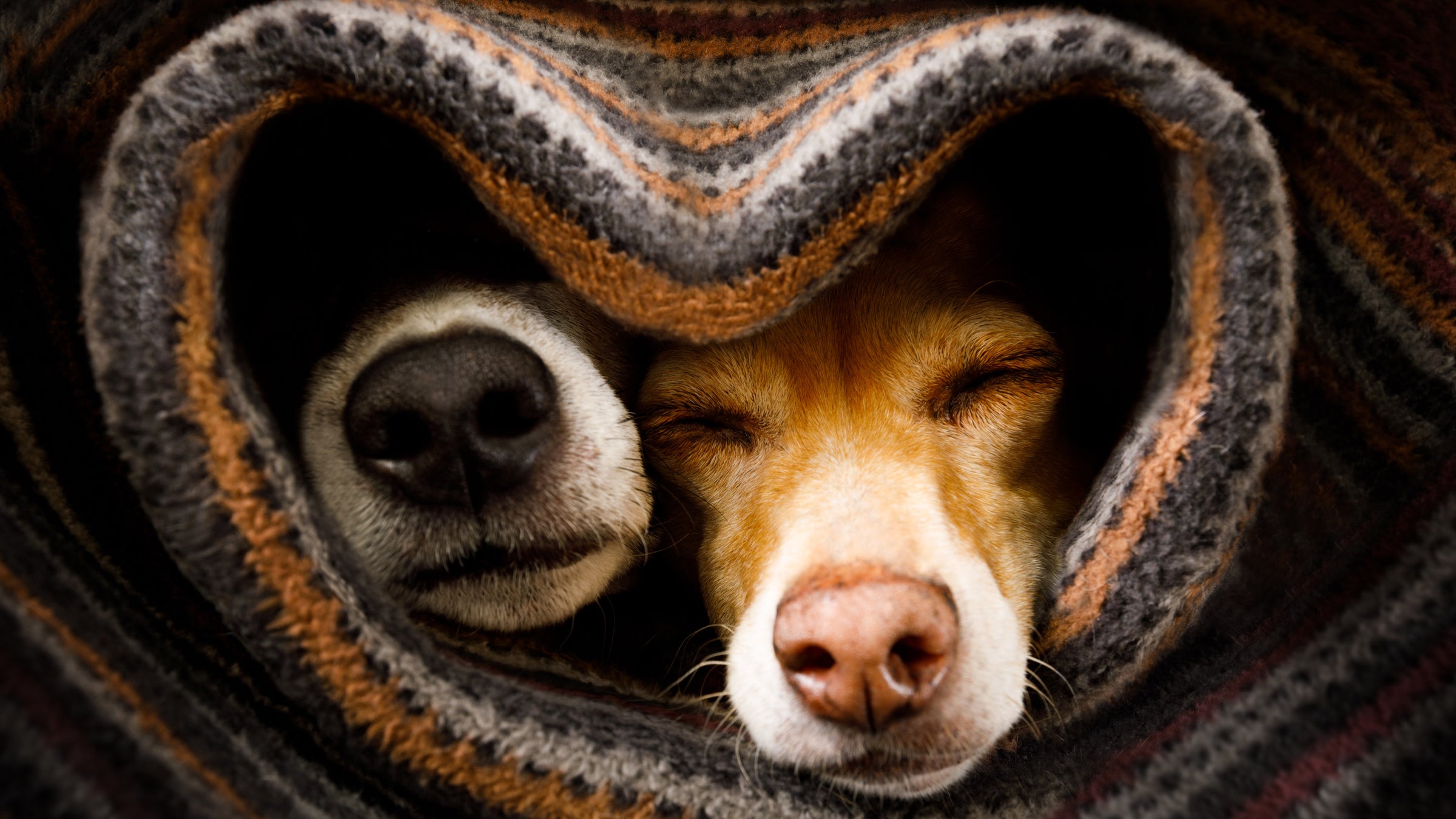 Dog Beds